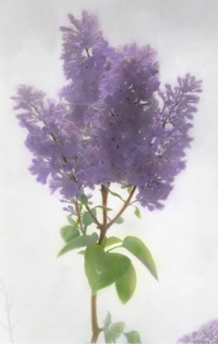 Lilacs