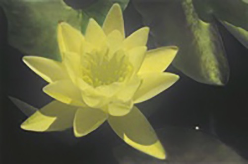Mercy Center Water Lily