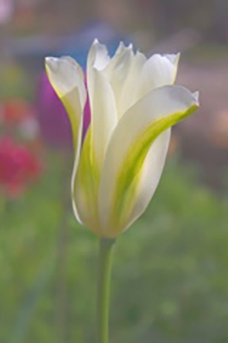 White Tulip