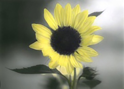 Single Sunflower